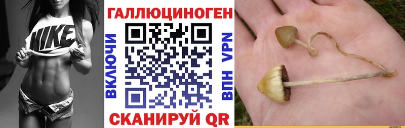 сколько стоит  Азов  Псилоцибиновые грибы мицелий 